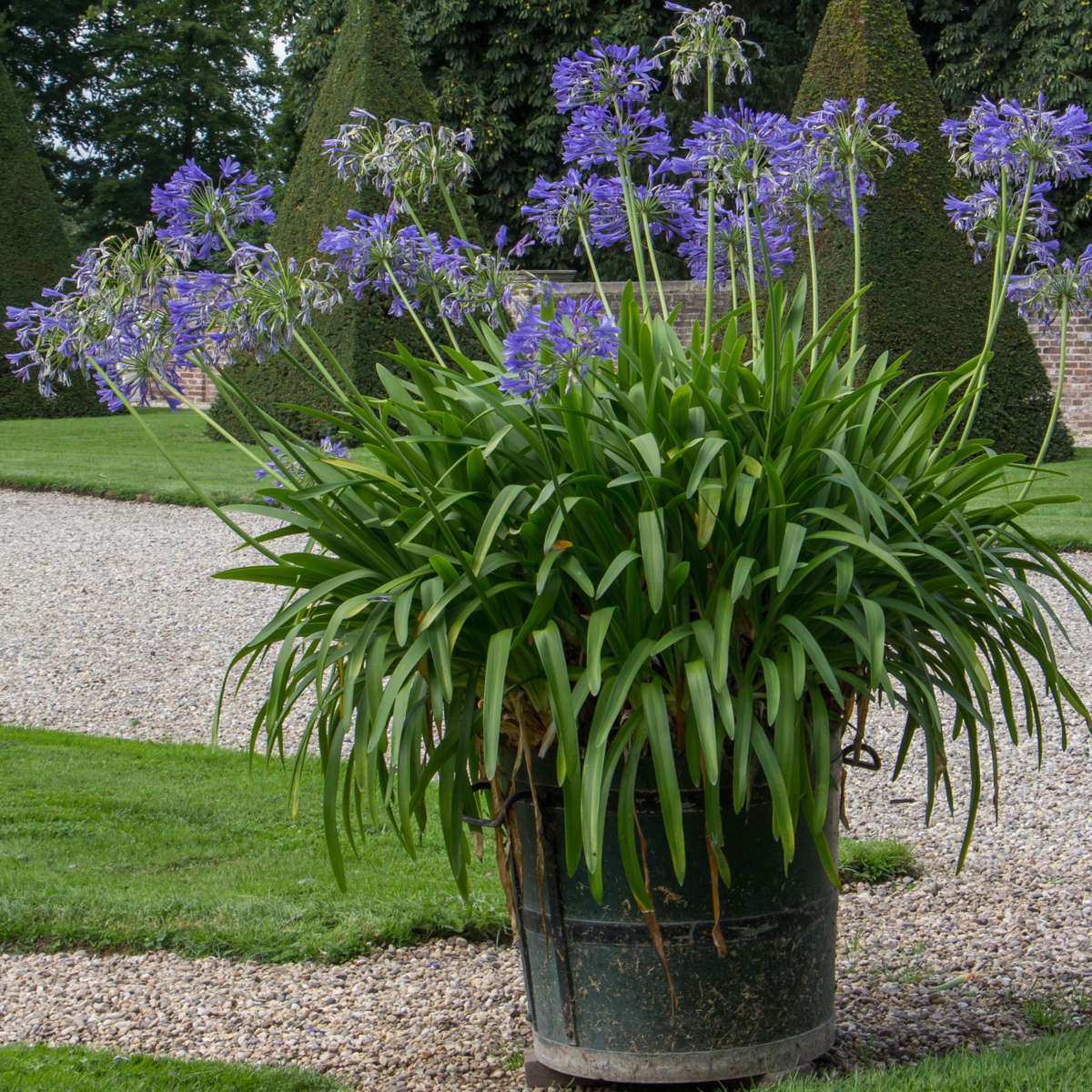 African Lily - Agapanthus 'Superb Blue' - Height 30-45cm - ⌀14cm