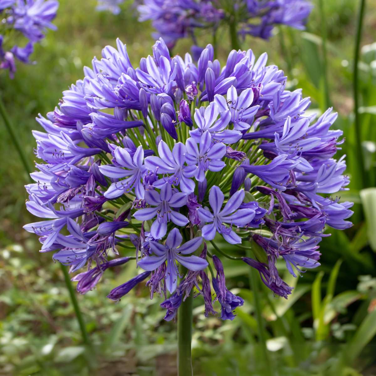African Lily - Agapanthus 'Superb Blue' - Height 30-45cm - ⌀14cm