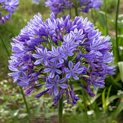 African Lily - Agapanthus 'Superb Blue' - Height 30-45cm - ⌀14cm
