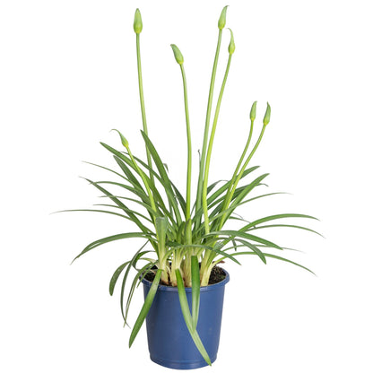 African Lily - Agapanthus 'Superb Blue' - Height 30-45cm - ⌀14cm