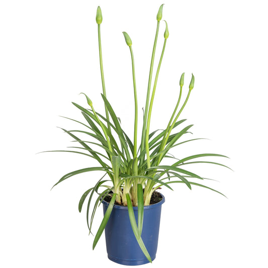 African Lily - Agapanthus 'Superb Blue' - Height 30-45cm - ⌀14cm