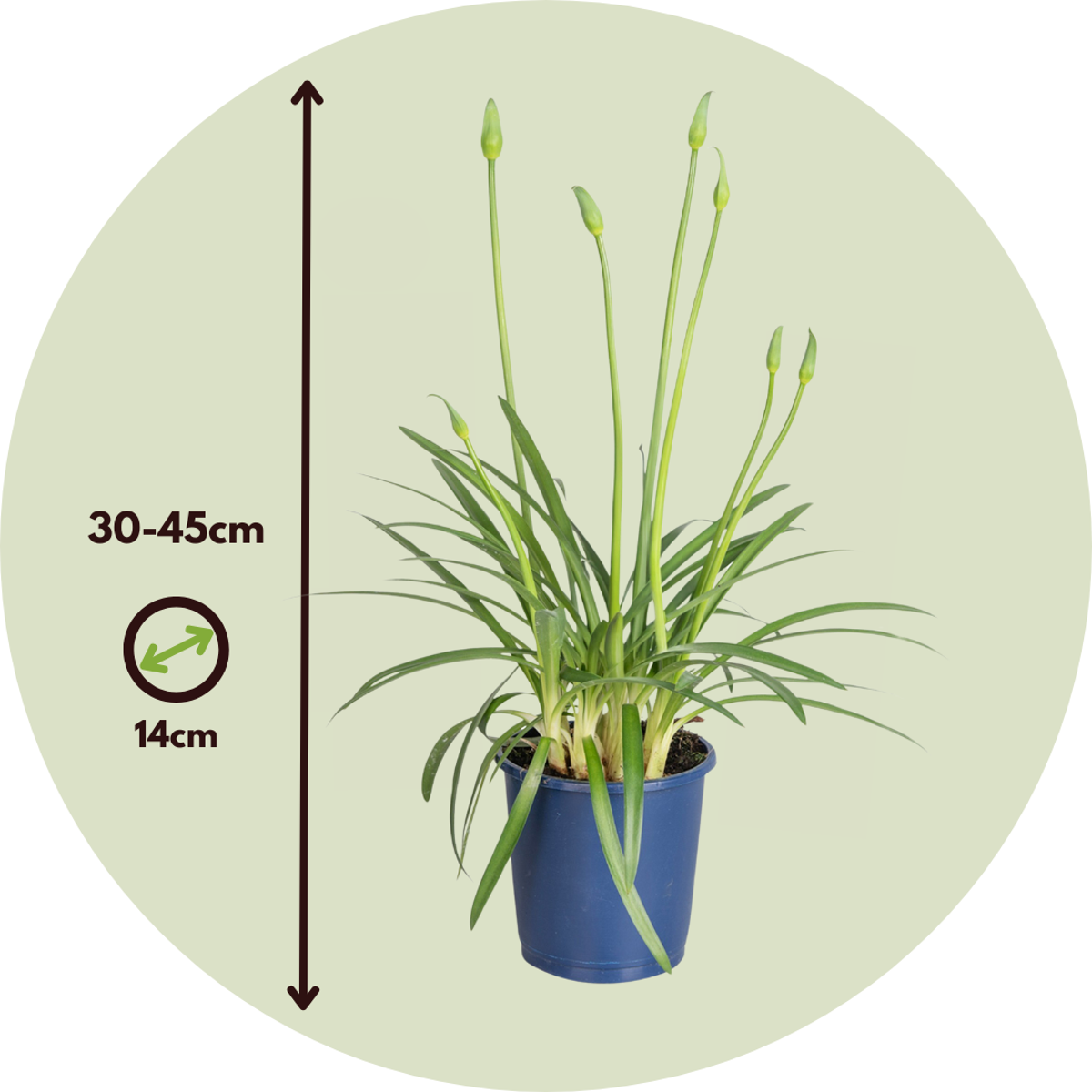 African Lily - Agapanthus 'Superb Blue' - Height 30-45cm - ⌀14cm