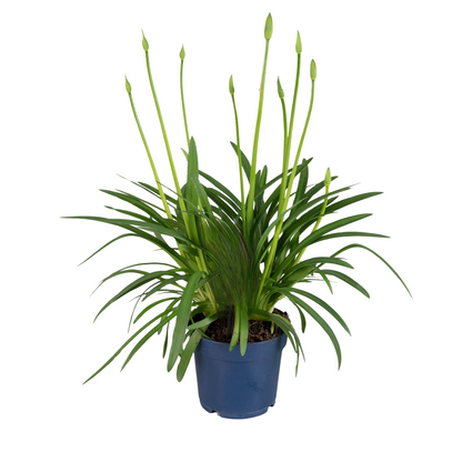 African Lily - Agapanthus 'Superb Blue' - Height 55-70cm - ⌀17cm