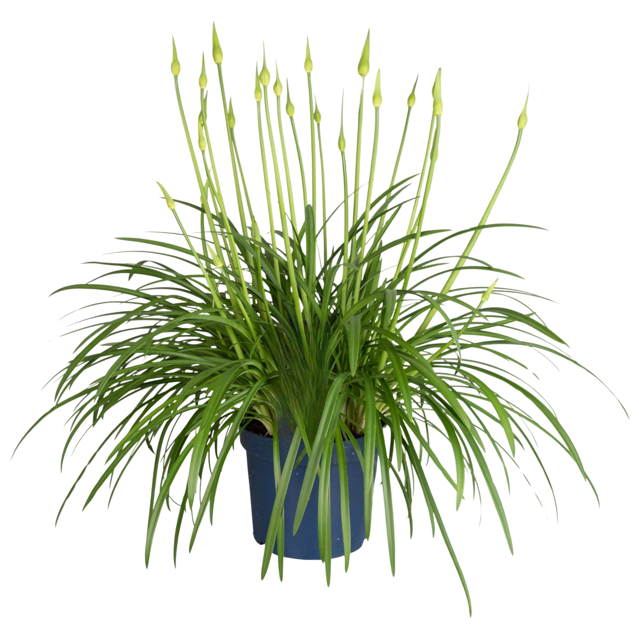 African Lily - Agapanthus 'Amourette Blue' - Height 65-80cm - ø23cm