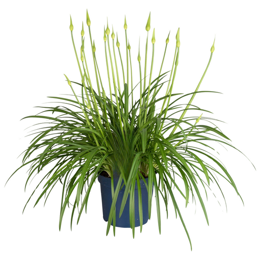 African Lily - Agapanthus 'Amourette Blue' - Height 65-80cm - ø23cm