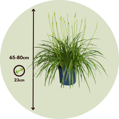 African Lily - Agapanthus 'Amourette Blue' - Height 65-80cm - ø23cm