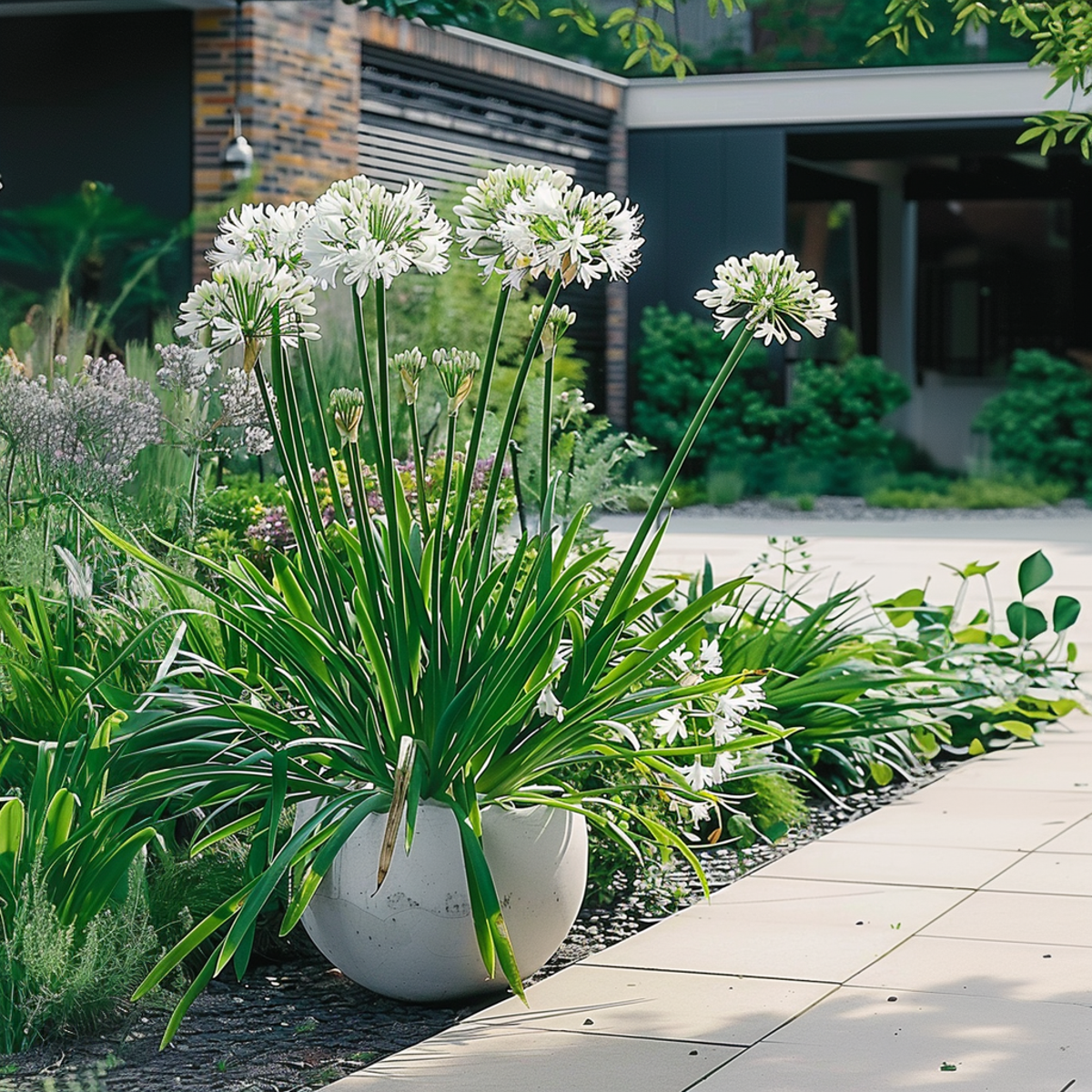 African Lily - 2 pcs. - Agapanthus 'Superb White' - Height 30-45cm - ⌀14cm