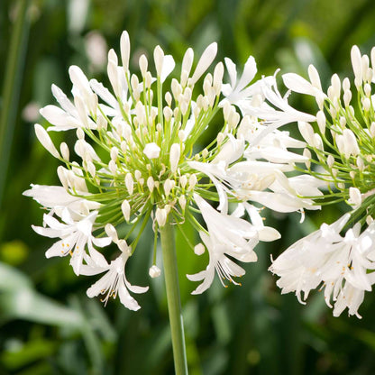 African Lily - 2 pcs. - Agapanthus 'Superb White' - Height 30-45cm - ⌀14cm