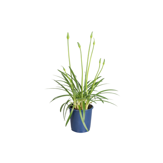 African Lily - Agapanthus 'Superb White' - Height 30-45cm - ⌀14cm