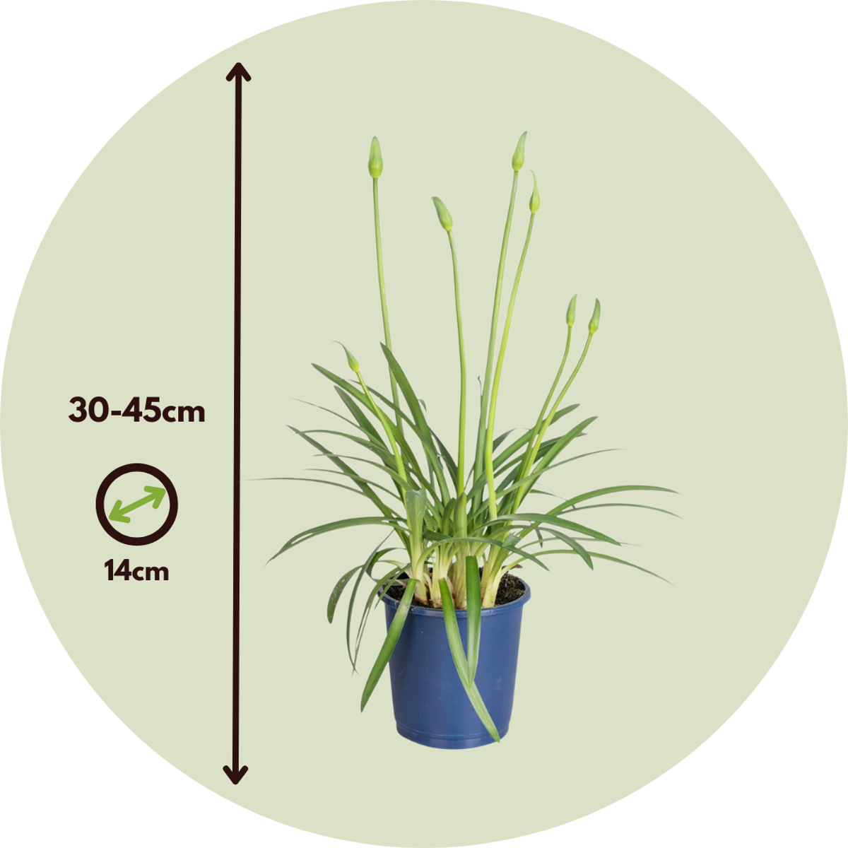 African Lily - 2 pcs. - Agapanthus 'Superb White' - Height 30-45cm - ⌀14cm