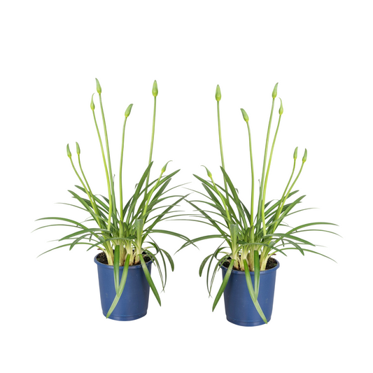 African Lily - 2 pcs. - Agapanthus 'Superb White' - Height 30-45cm - ⌀14cm