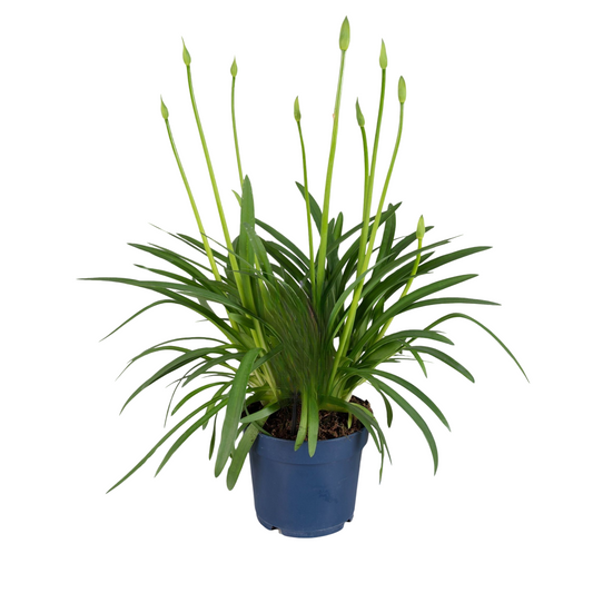 African Lily - Agapanthus 'Superb White' - Height 55-70cm - ⌀17cm