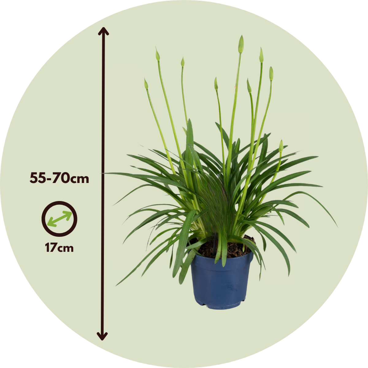 African Lily - Agapanthus 'Superb White' - Height 55-70cm - ⌀17cm
