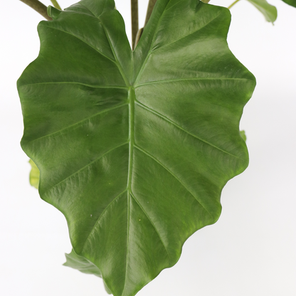 Elephant's Ear - Alocasia Portodora - Height 80-90cm - ⌀21cm