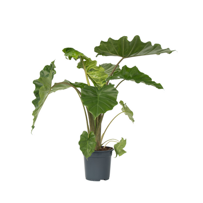 Elephant's Ear - Alocasia Portodora - Height 80-90cm - ⌀21cm