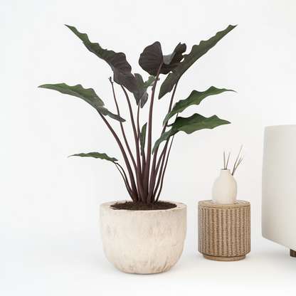 Elephant's Ear - Alocasia Lauterbachiana - Height 80-90cm - ⌀19cm