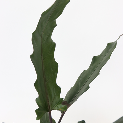Elephant's Ear - Alocasia Lauterbachiana - Height 80-90cm - ⌀19cm