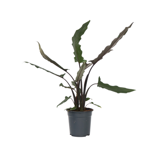 Elephant's Ear - Alocasia Lauterbachiana - Height 80-90cm - ⌀19cm
