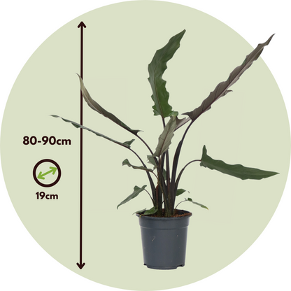 Elephant's Ear - Alocasia Lauterbachiana - Height 80-90cm - ⌀19cm