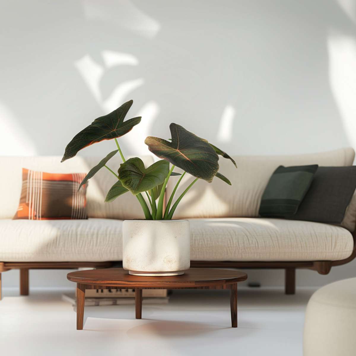 Elephant's Ear - Alocasia Wentii - Height 70-80cm - ⌀19cm