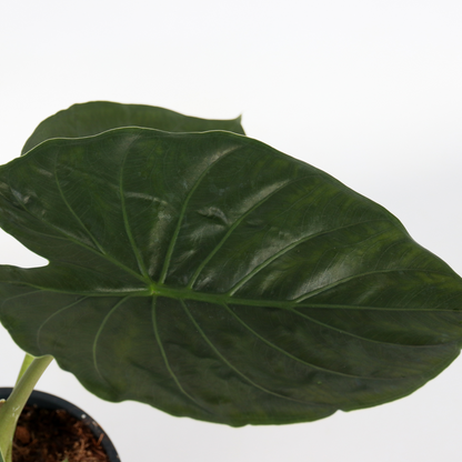 Elephant's Ear - Alocasia Wentii - Height 70-80cm - ⌀19cm