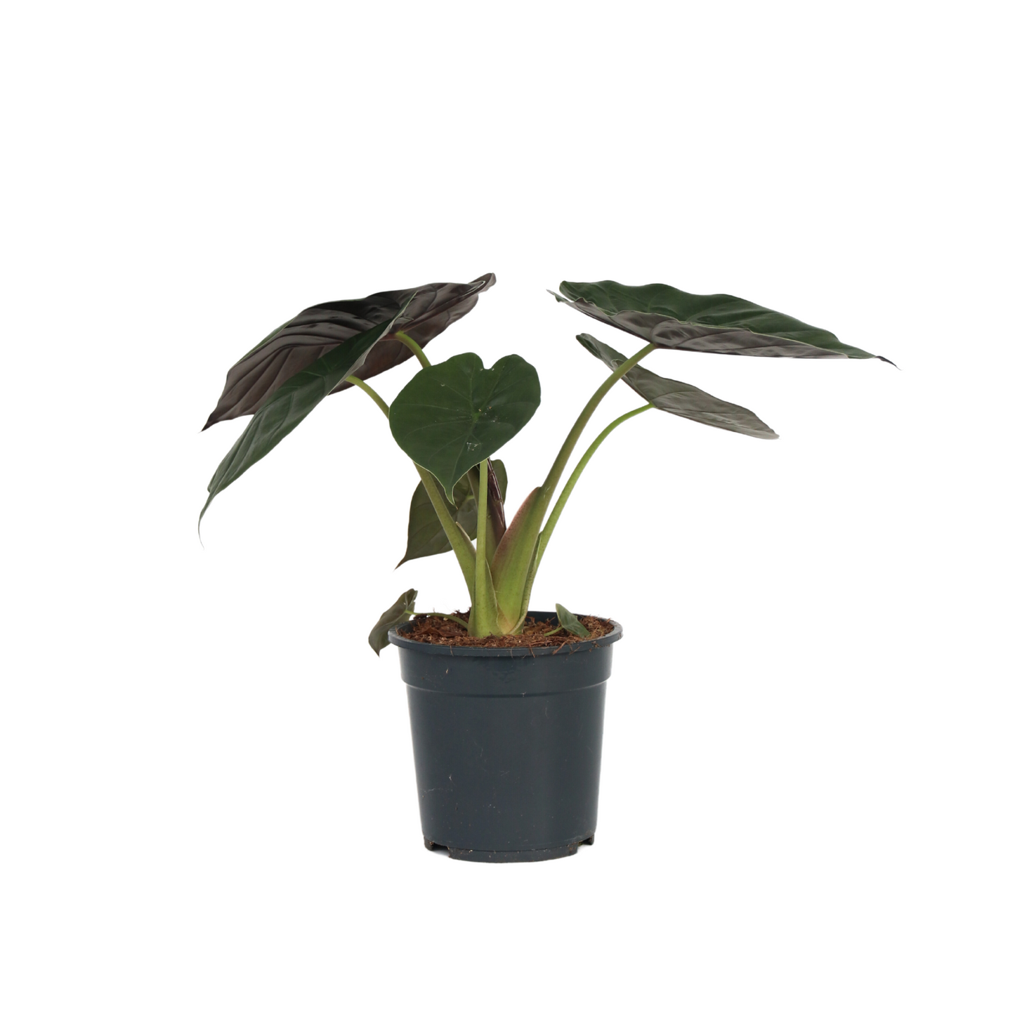 Elephant's Ear - Alocasia Wentii - Height 70-80cm - ⌀19cm