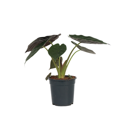 Elephant's Ear - Alocasia Wentii - Height 70-80cm - ⌀19cm