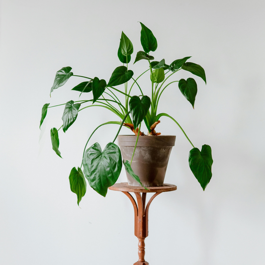 Elephant's Ear - Alocasia 'Cucullata' - Height 70-80cm - ⌀19cm