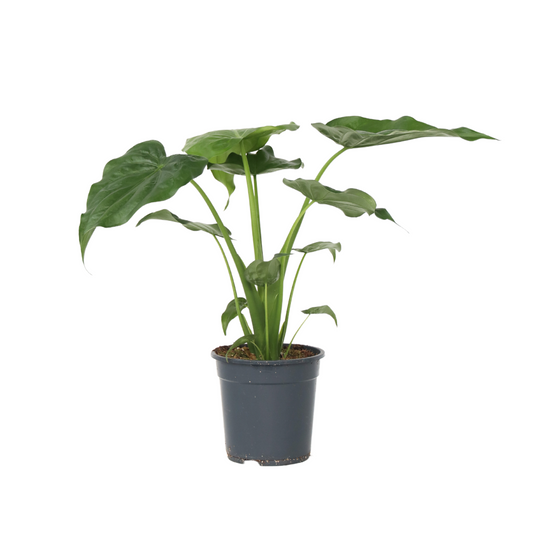 Elephant's Ear - Alocasia 'Cucullata' - Height 70-80cm - ⌀19cm