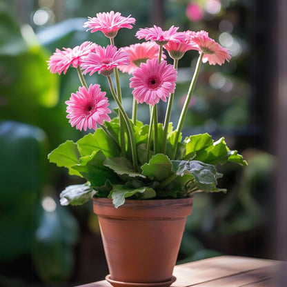 Gerbera garvinea - Pink - Height 45-60cm - ⌀19cm