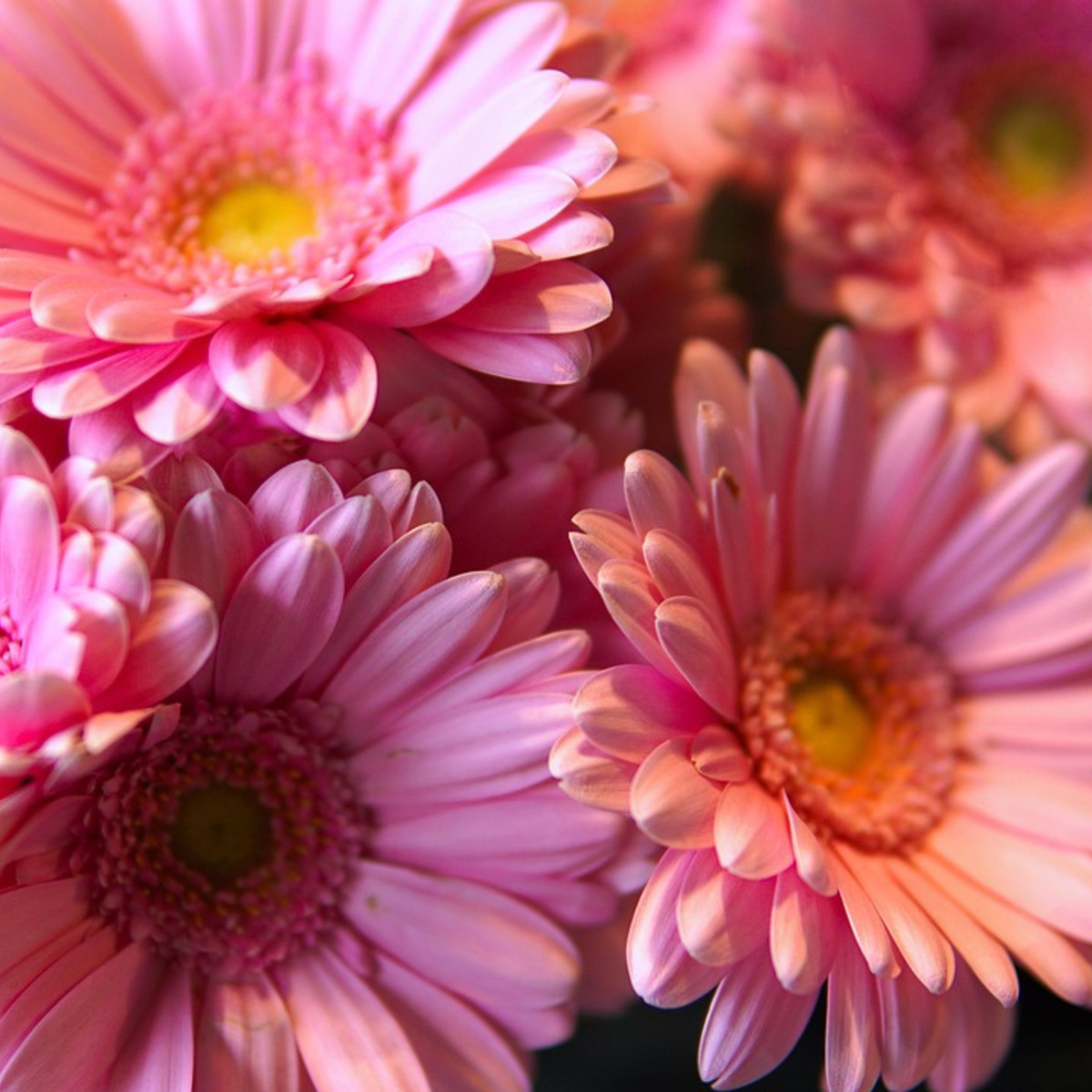 Gerbera garvinea - Pink - Height 45-60cm - ⌀19cm