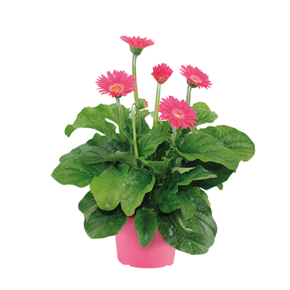 Gerbera garvinea - Pink - Height 45-60cm - ⌀19cm
