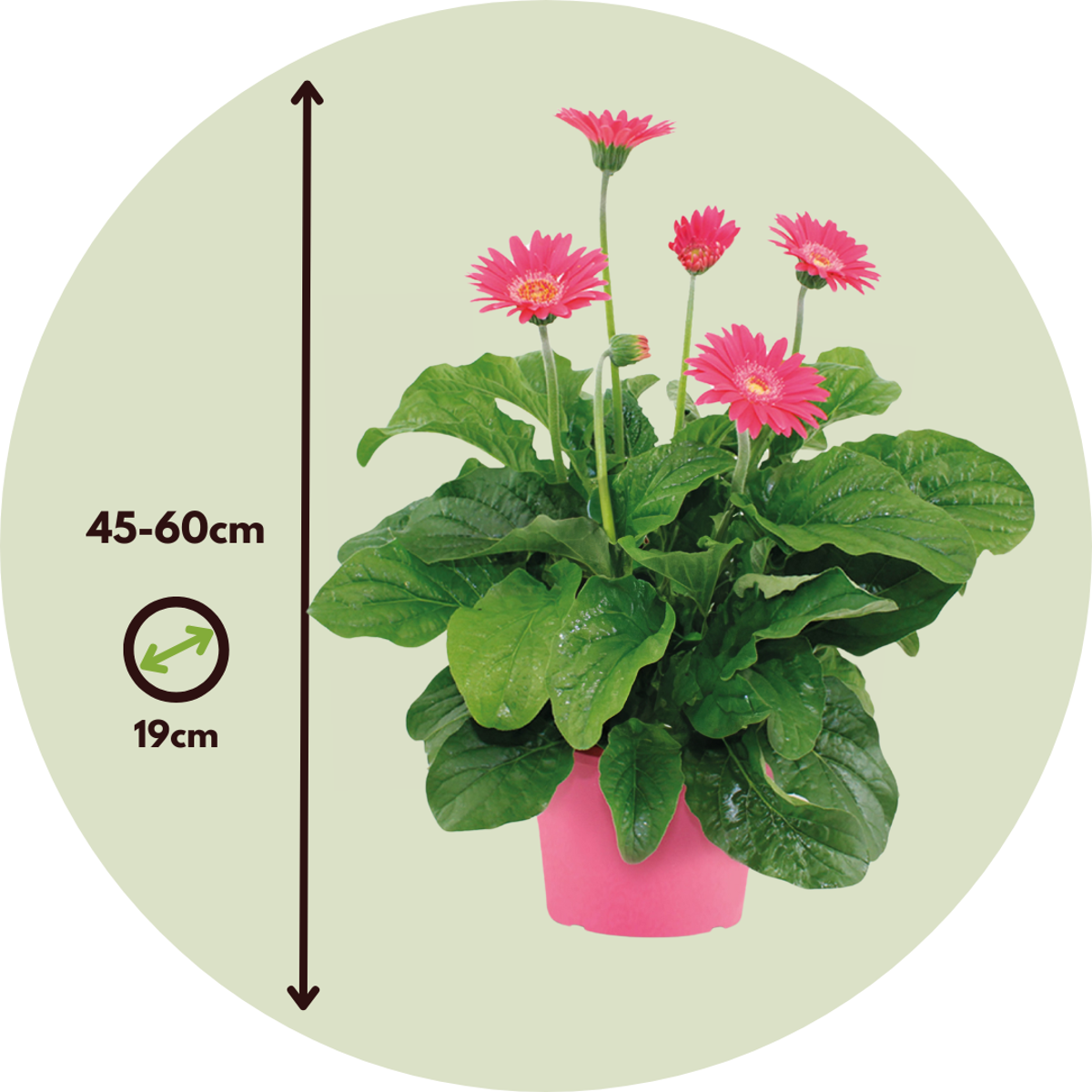 Gerbera garvinea - Pink - Height 45-60cm - ⌀19cm