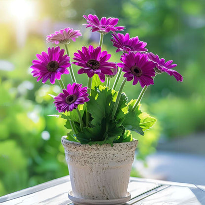 Gerbera garvinea - Purple - Height 45-60cm - ⌀19cm