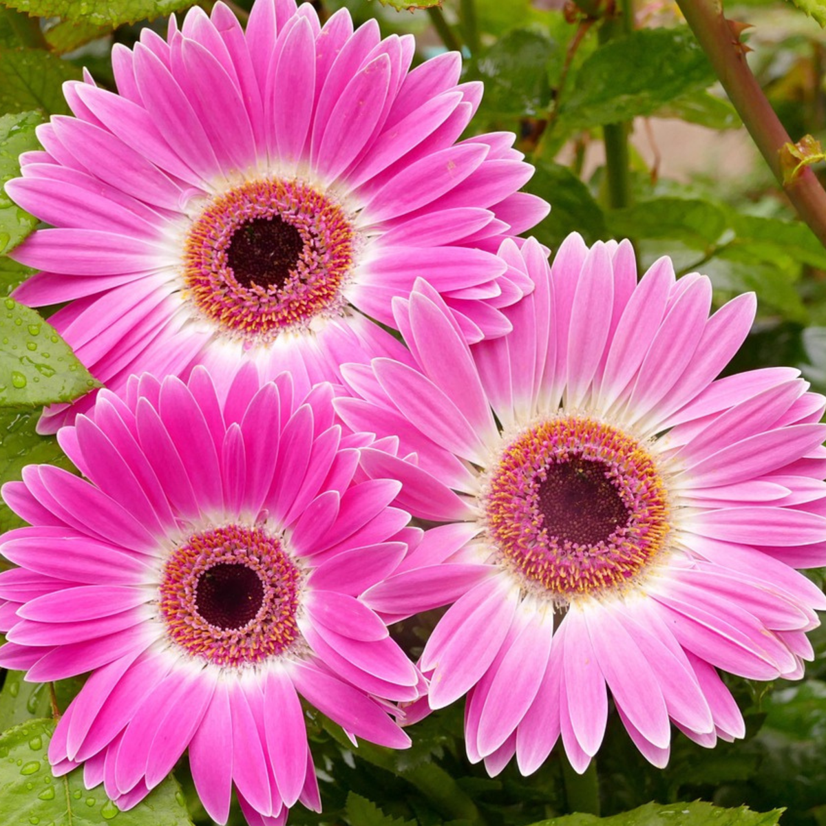 Gerbera garvinea - Purple - Height 45-60cm - ⌀19cm
