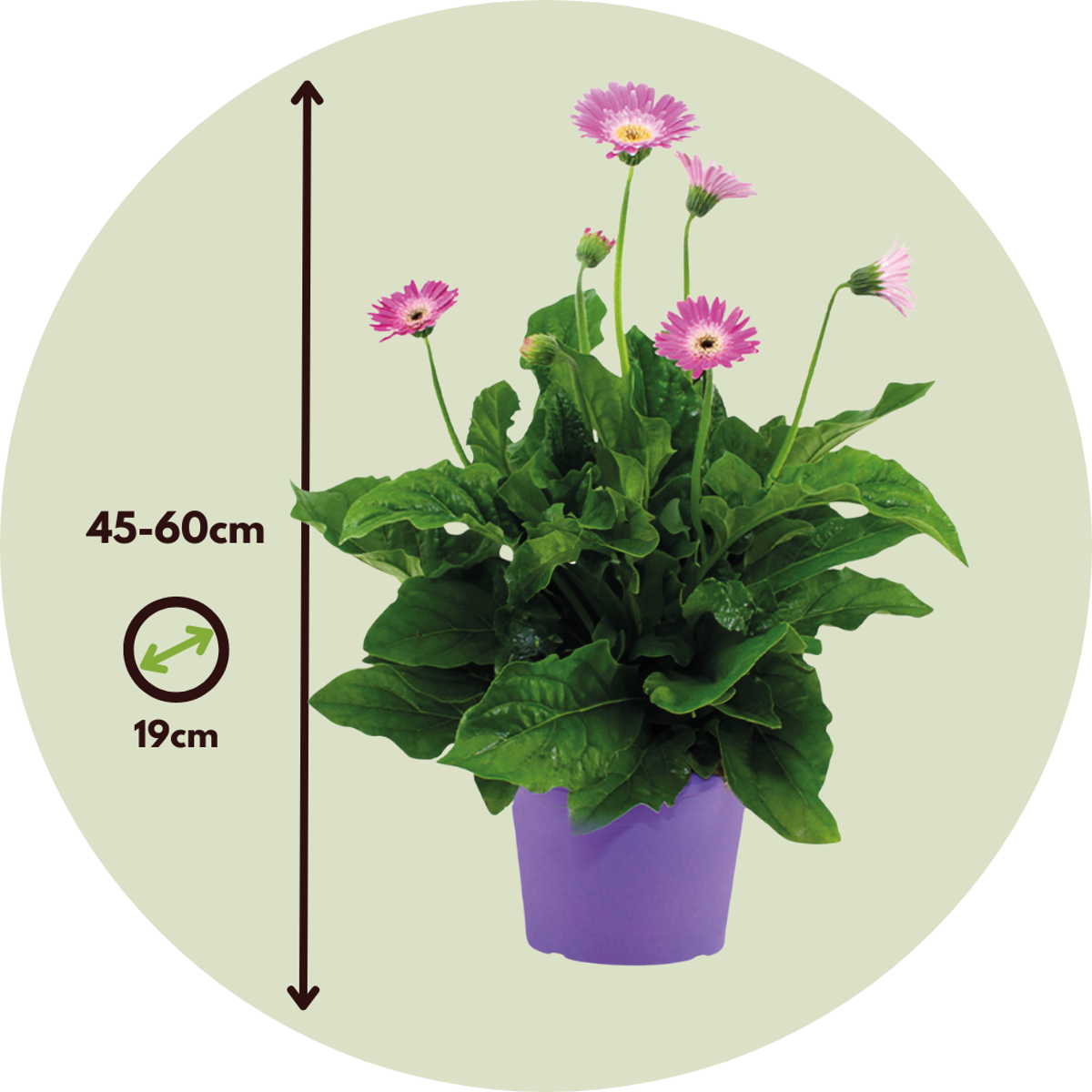 Gerbera garvinea - Purple - Height 45-60cm - ⌀19cm