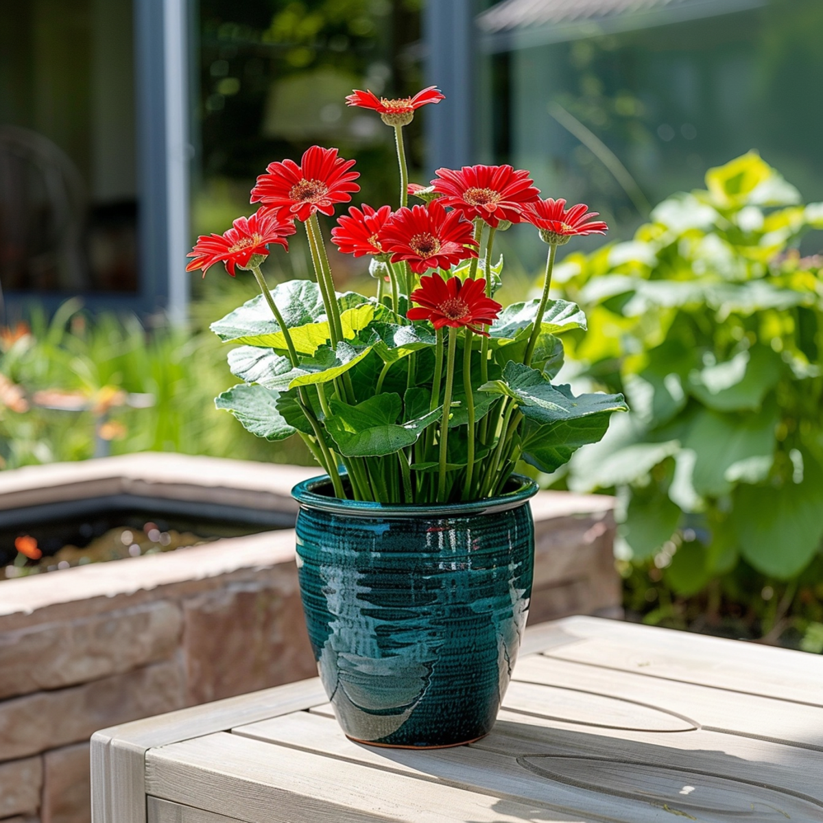 Gerbera garvinea - Red - Height 45-60cm - ⌀19cm