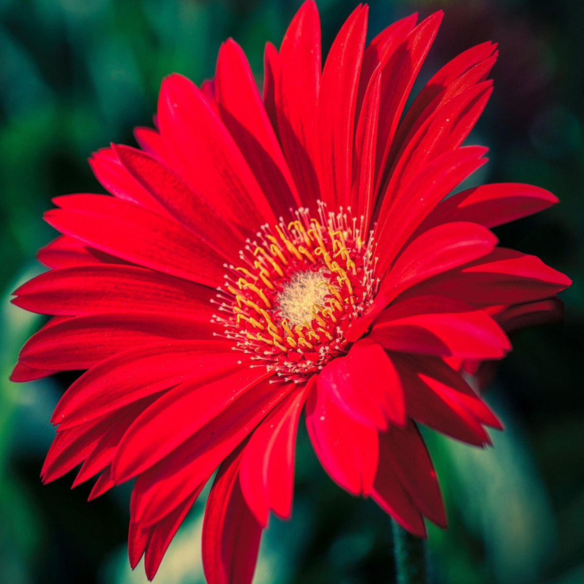 Gerbera garvinea - Red - Height 45-60cm - ⌀19cm