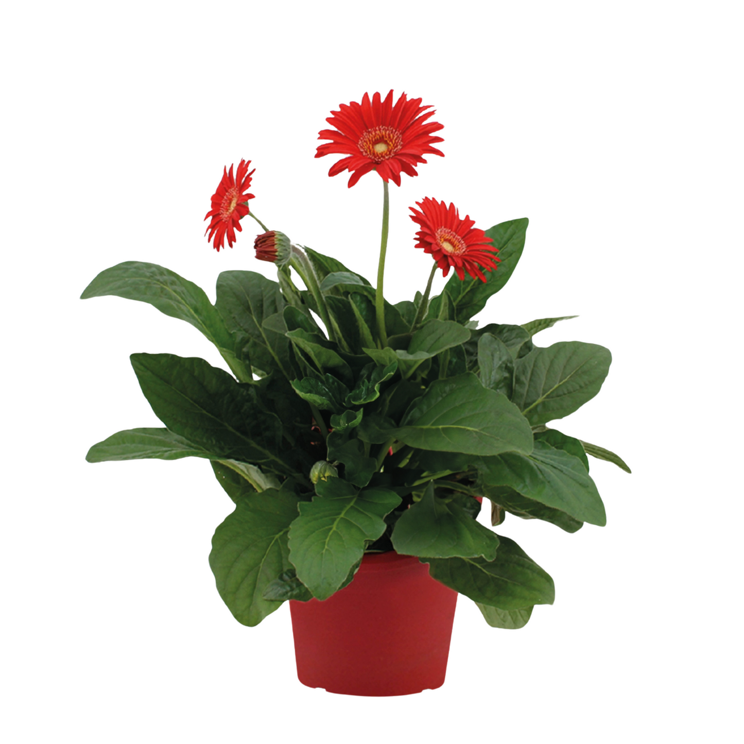 Gerbera garvinea - Red - Height 45-60cm - ⌀19cm