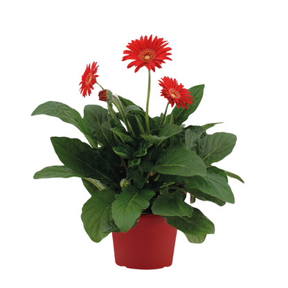 Gerbera garvinea - Red - Height 45-60cm - ⌀19cm