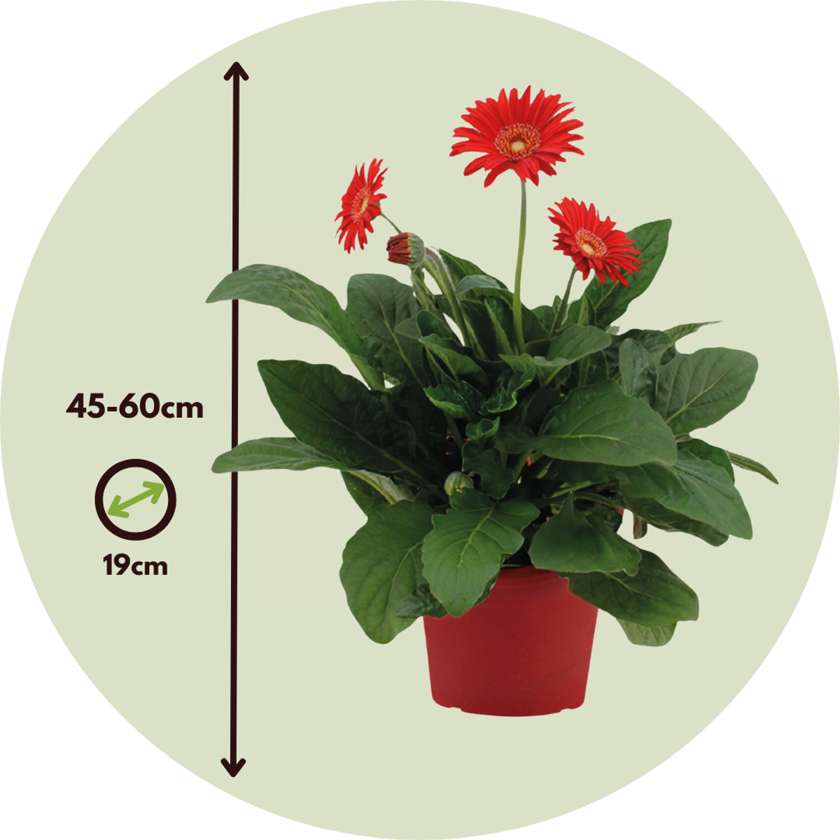 Gerbera garvinea - Red - Height 45-60cm - ⌀19cm