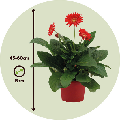 Gerbera garvinea - Red - Height 45-60cm - ⌀19cm