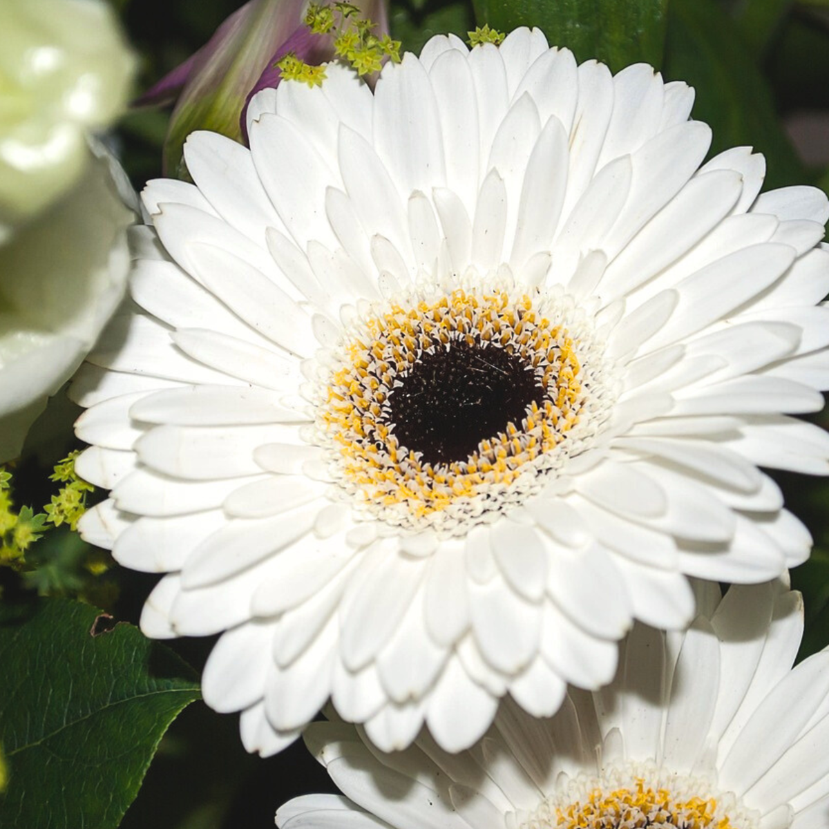 Gerbera garvinea - White - Height 45-60cm - ⌀19cm