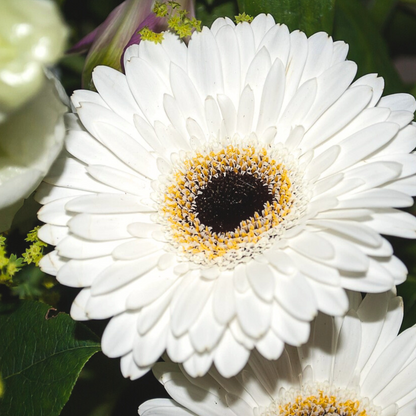 Gerbera garvinea - White - Height 45-60cm - ⌀19cm