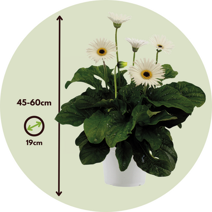 Gerbera garvinea - White - Height 45-60cm - ⌀19cm