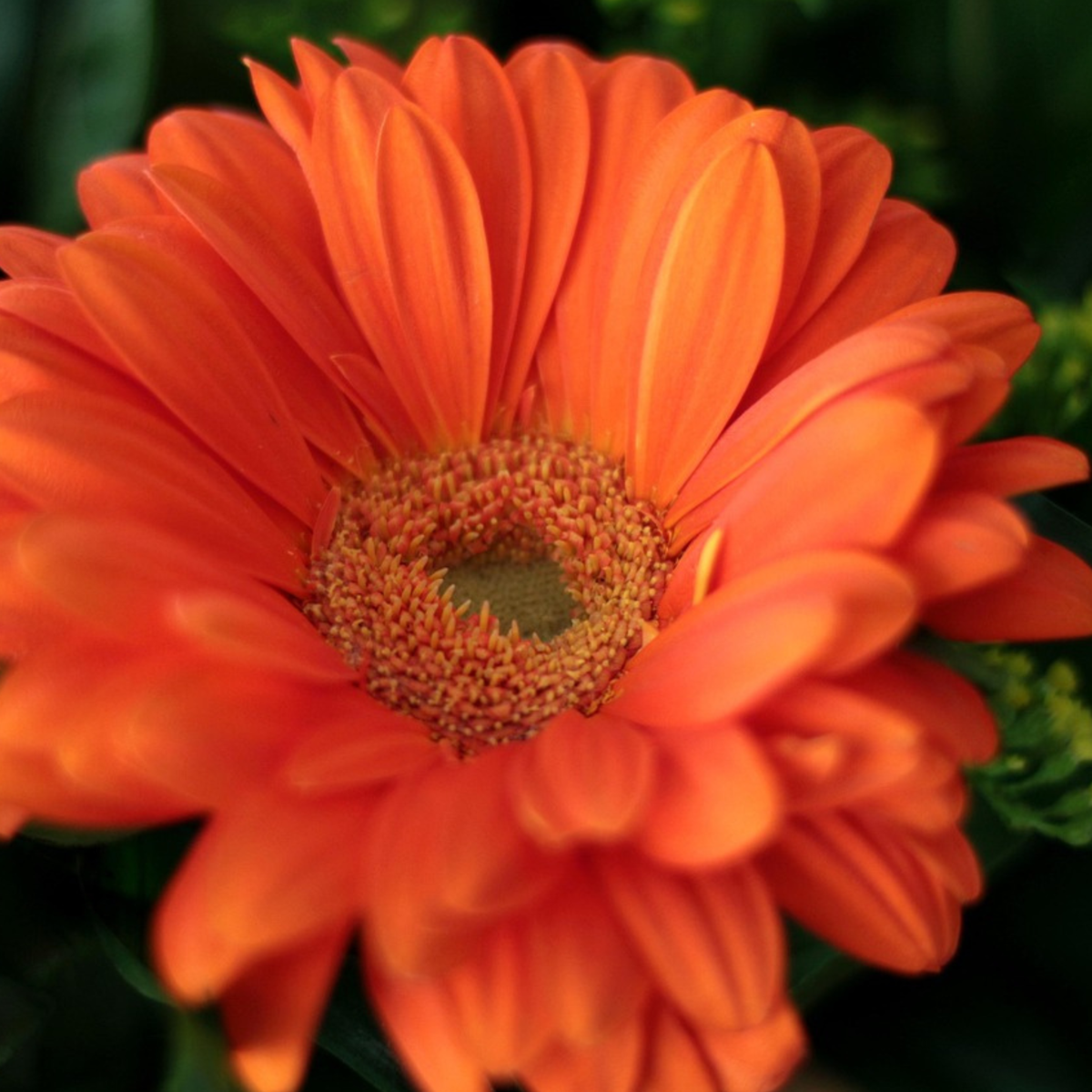 Gerbera garvinea - Orange - Height 45-60cm - ⌀19cm