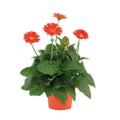 Gerbera garvinea - Orange - Height 45-60cm - ⌀19cm