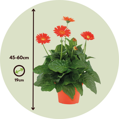 Gerbera garvinea - Orange - Height 45-60cm - ⌀19cm