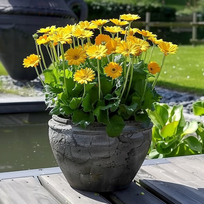 Gerbera garvinea - Yellow - Height 45-60cm - ⌀19cm