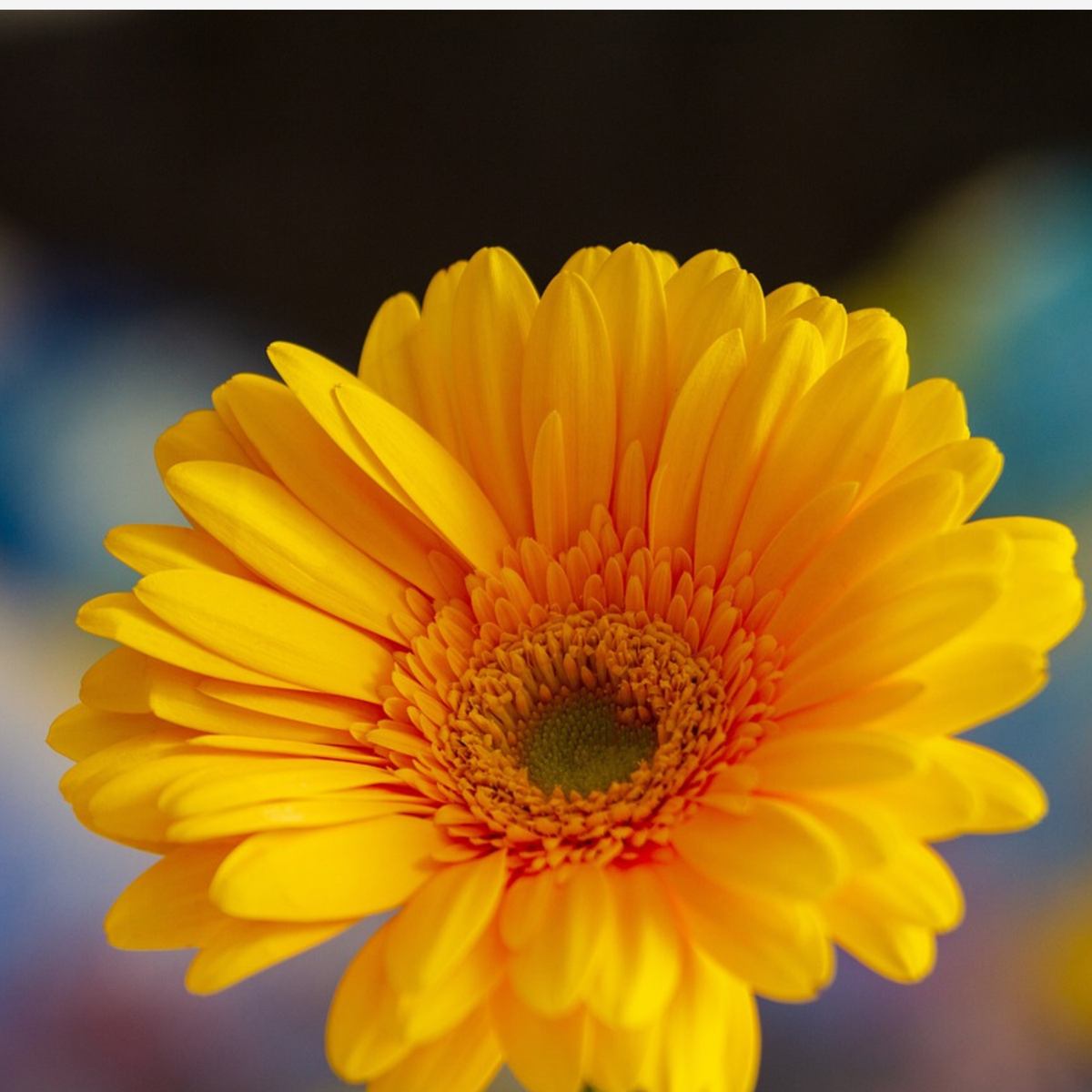 Gerbera garvinea - Yellow - Height 45-60cm - ⌀19cm